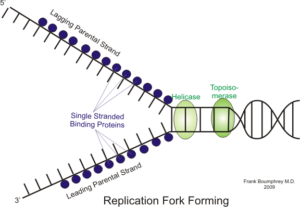 DNA replication